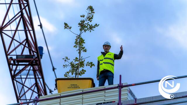 Houben en Matexi vieren hoogste punt van project Geel-Laar met meiboom